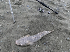 マゴチの釣果