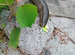 カムルチーの釣果
