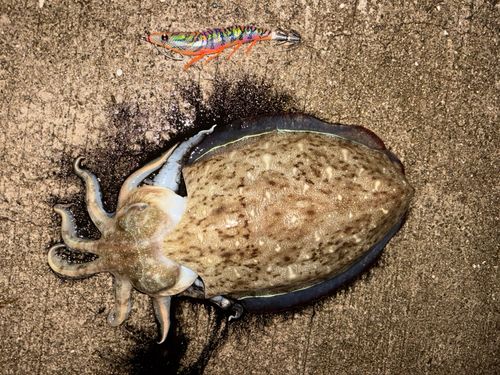 コウイカの釣果