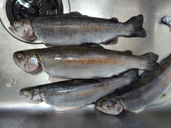 ニジマスの釣果