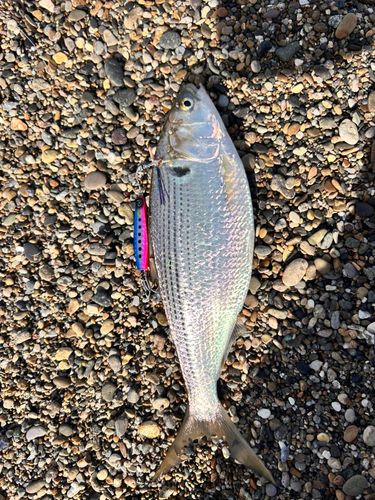 コノシロの釣果