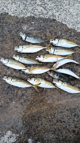 アジの釣果