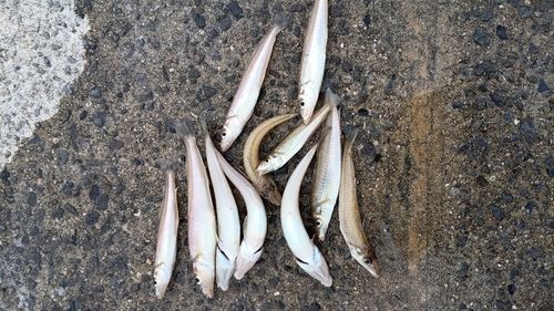 シロギスの釣果