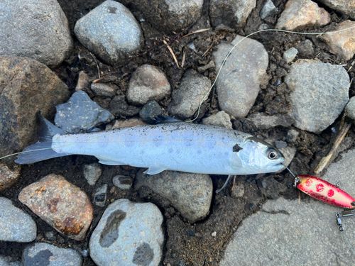 ニジマスの釣果