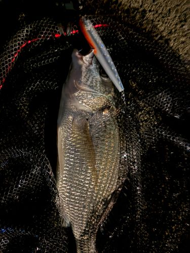 キビレの釣果