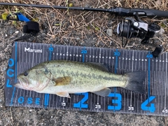 ブラックバスの釣果