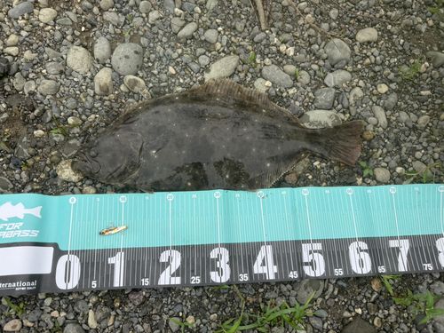 ヒラメの釣果