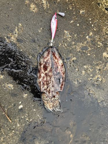 ハリイカの釣果