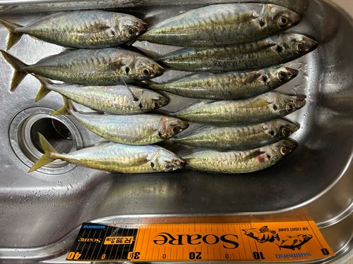 釣果