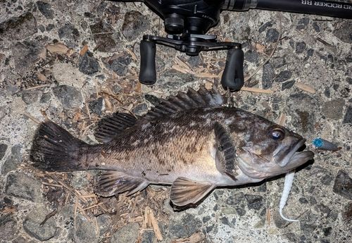 クロソイの釣果
