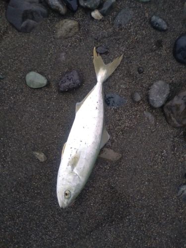 ワカシの釣果
