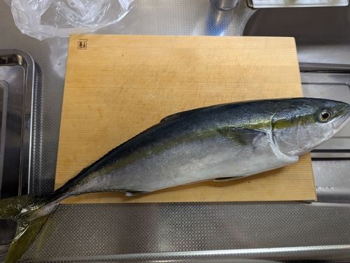 イナダの釣果
