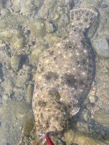 ヒラメの釣果