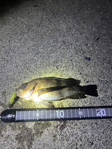 メバルの釣果