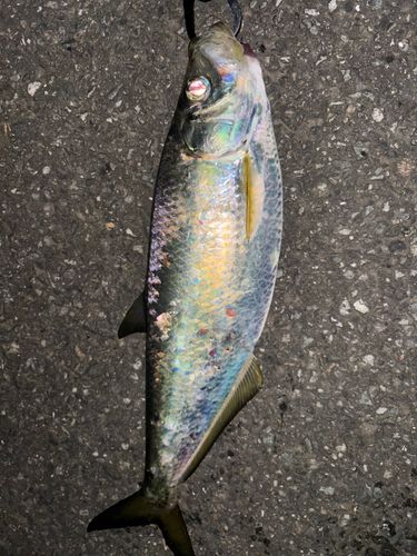 釣果