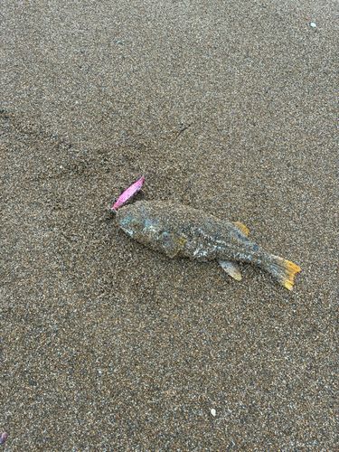 シマフグの釣果