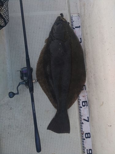 ヒラメの釣果