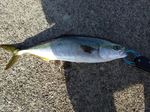 イナダの釣果