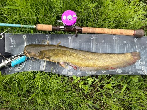 ナマズの釣果