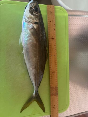 マアジの釣果