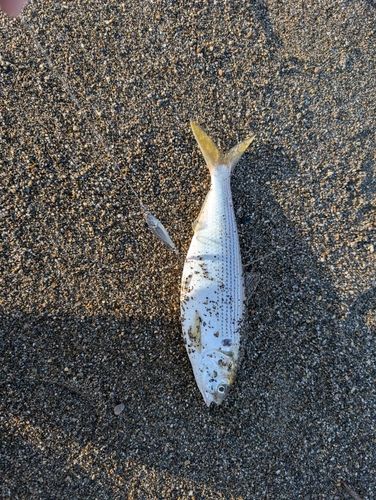 コノシロの釣果