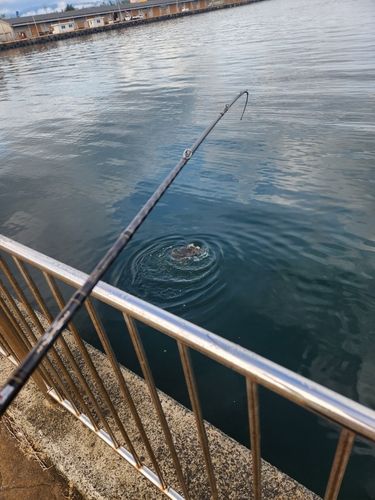 ツバクロエイの釣果