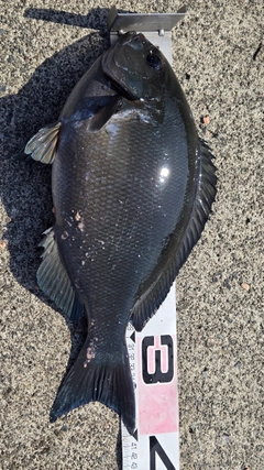 メジナの釣果