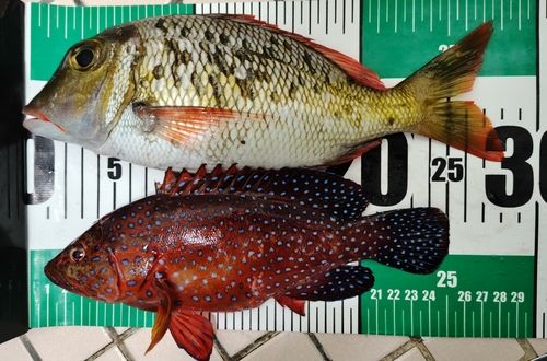 イソフエフキの釣果