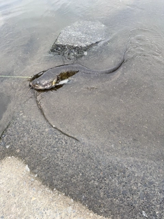 ニホンナマズの釣果