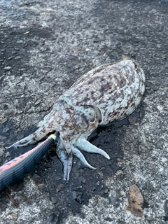 コウイカの釣果