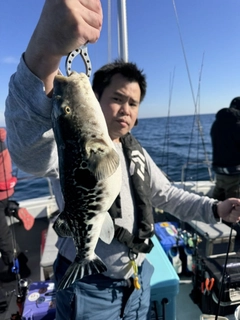 トラフグの釣果