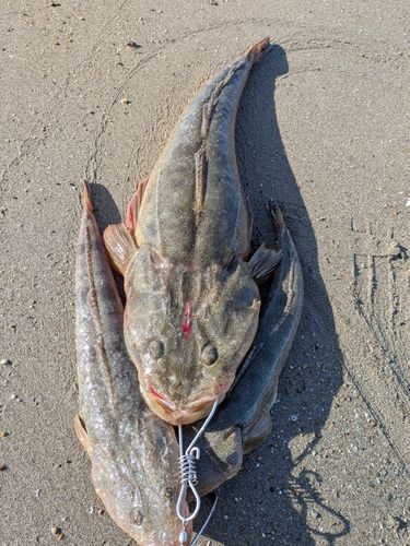 マゴチの釣果