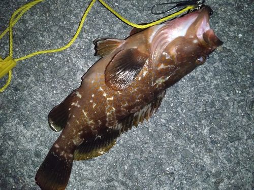 アコウの釣果