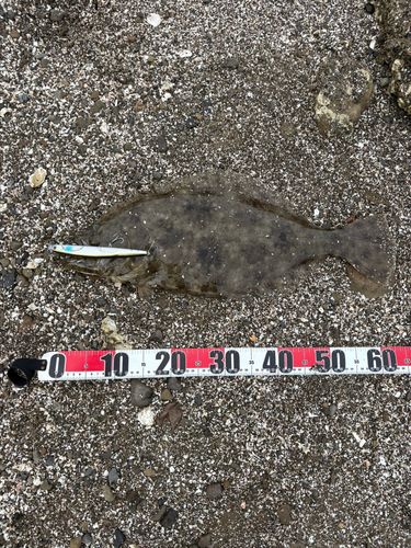 ヒラメの釣果
