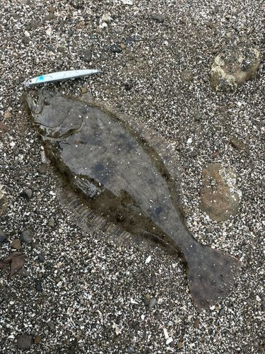 ヒラメの釣果