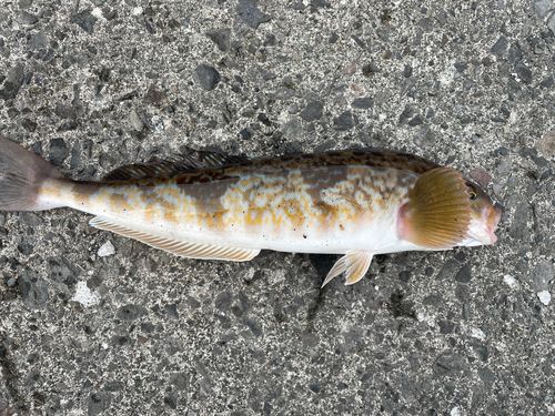 ホッケの釣果