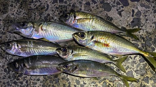 アジの釣果