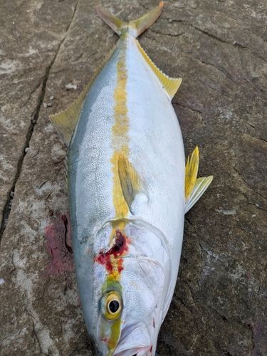 ヒラマサの釣果
