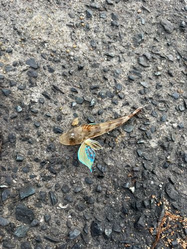 ホウボウの釣果