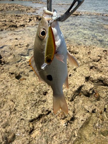 ヤマトビーの釣果
