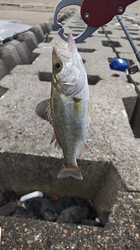 セイゴ（マルスズキ）の釣果