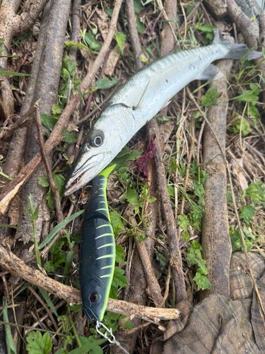 カマスの釣果