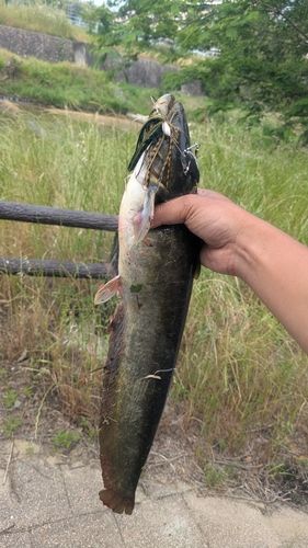 ナマズの釣果