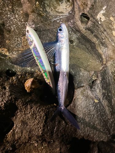トビウオの釣果