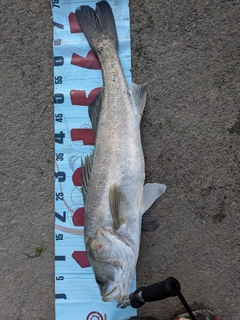 タイリクスズキの釣果