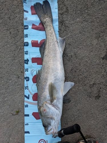 タイリクスズキの釣果
