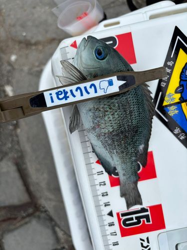 グレの釣果