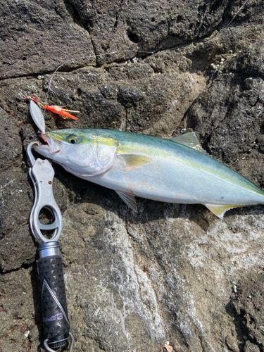 イナダの釣果