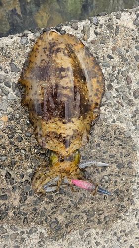 アオリイカの釣果