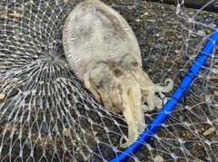 モンゴウイカの釣果